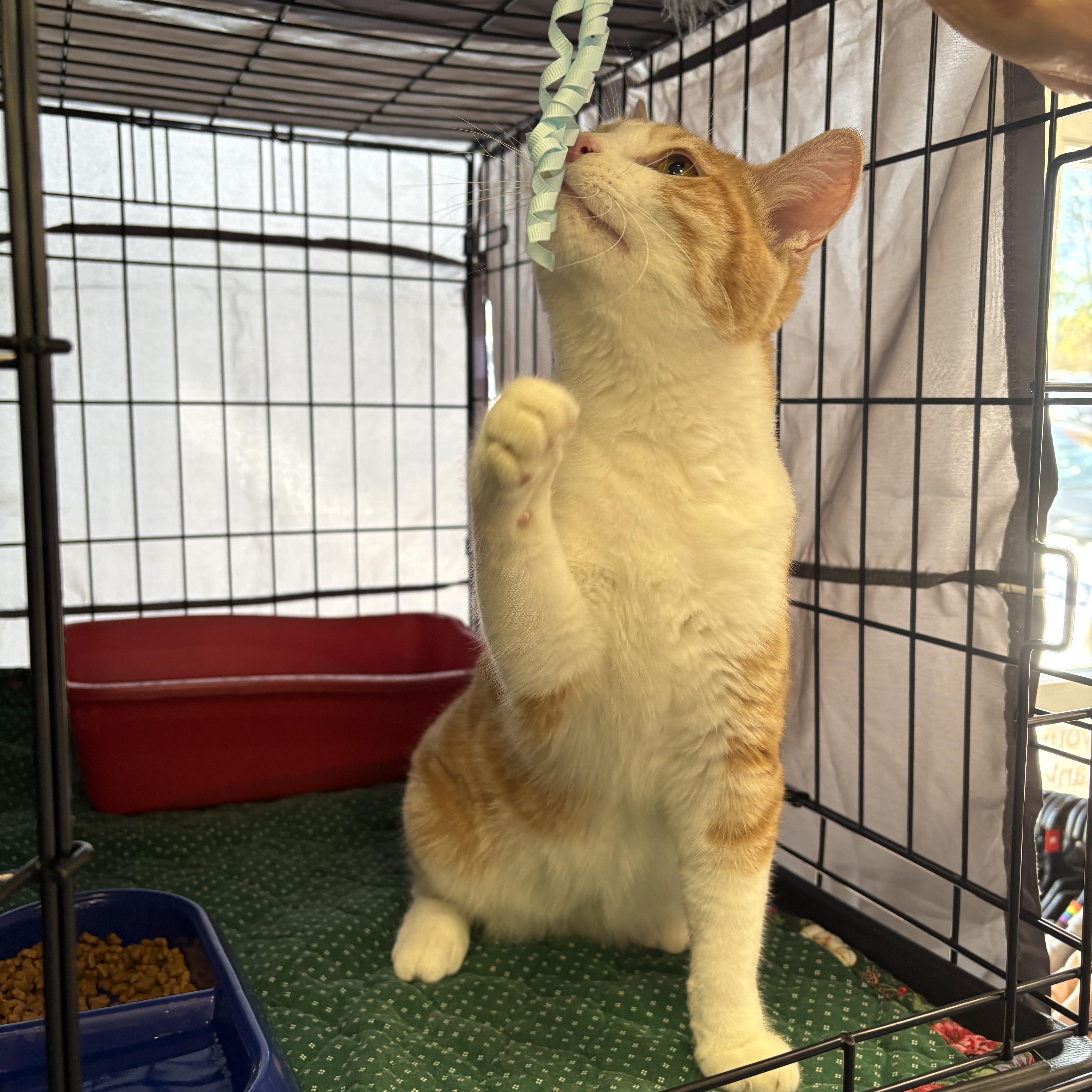 Turmeric/Goldie, a Adoptable Domestic Short Hair in La Canada, CA image 3/3