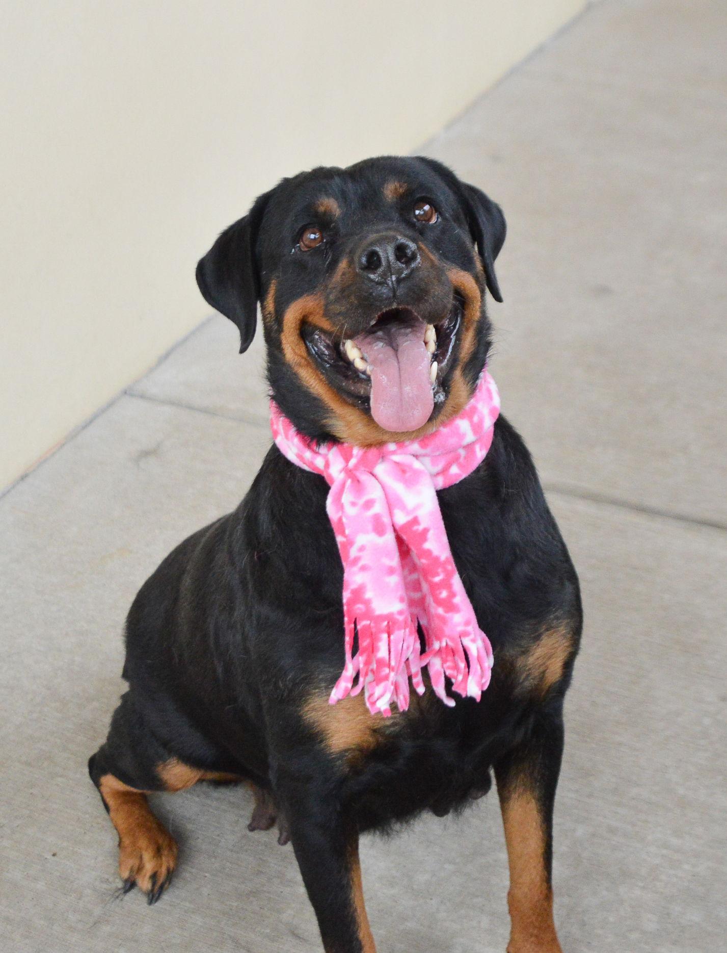 Bertha, Adoptable, Adult Female Rottweiler.