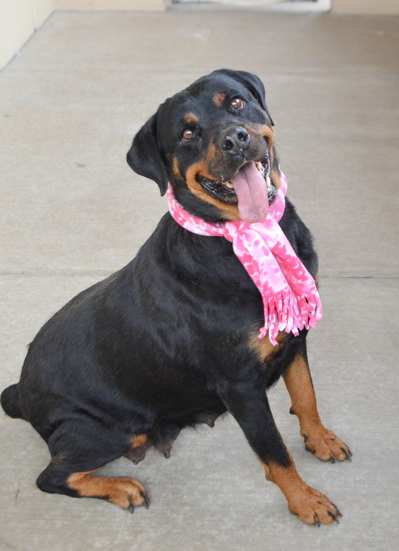 Enlarge Bertha, a Adoptable Rottweiler in McKinney, TX image 3/3