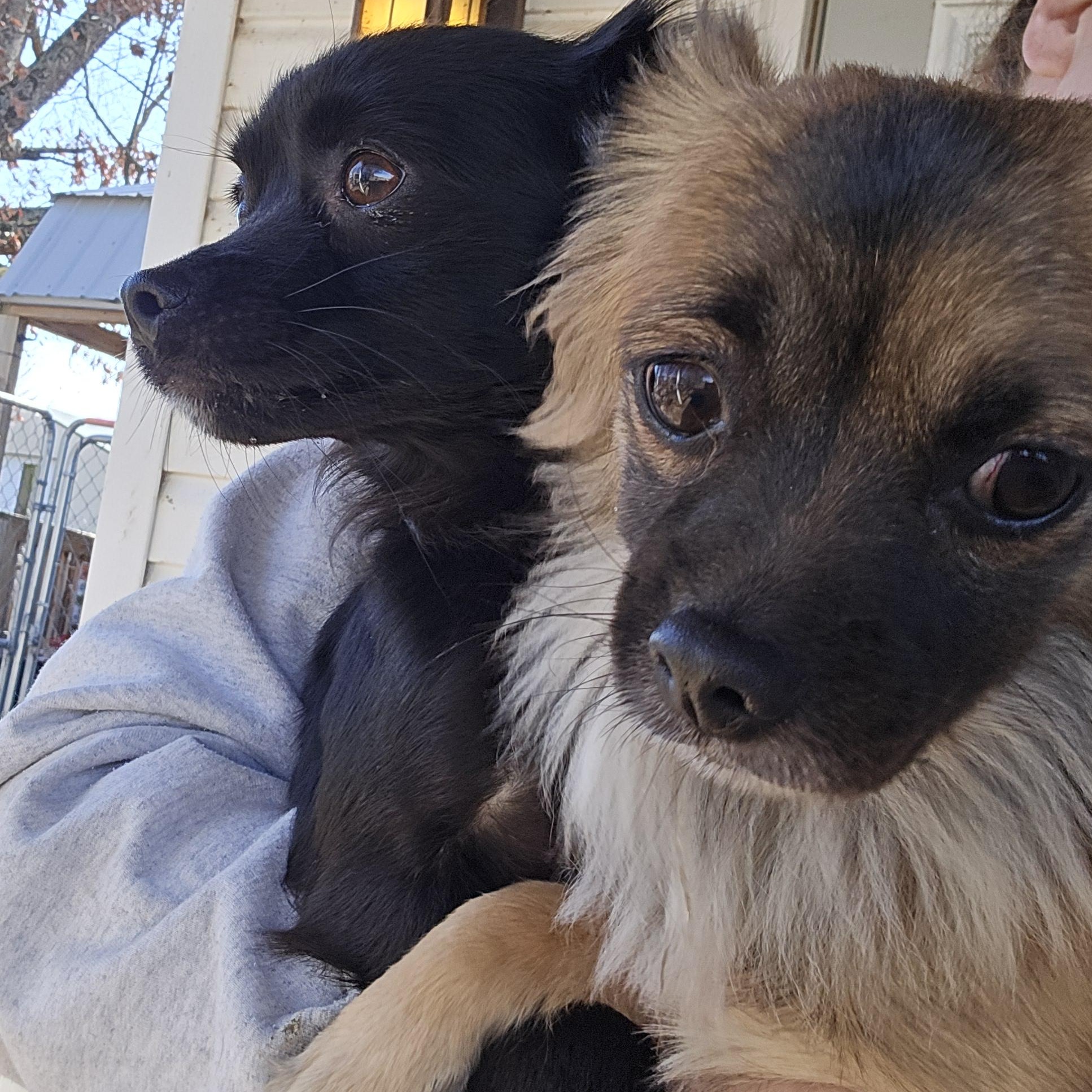 Kira, adopted, Young Female Papillon.