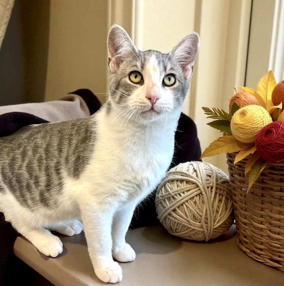 Enlarge Squirrel, a Adoptable Domestic Short Hair in Perry, IA image 3/4