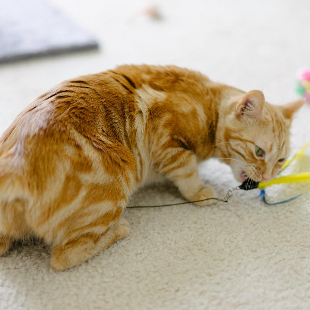 Enlarge Star, a Adoptable Domestic Short Hair in Aldie, VA image 1/6