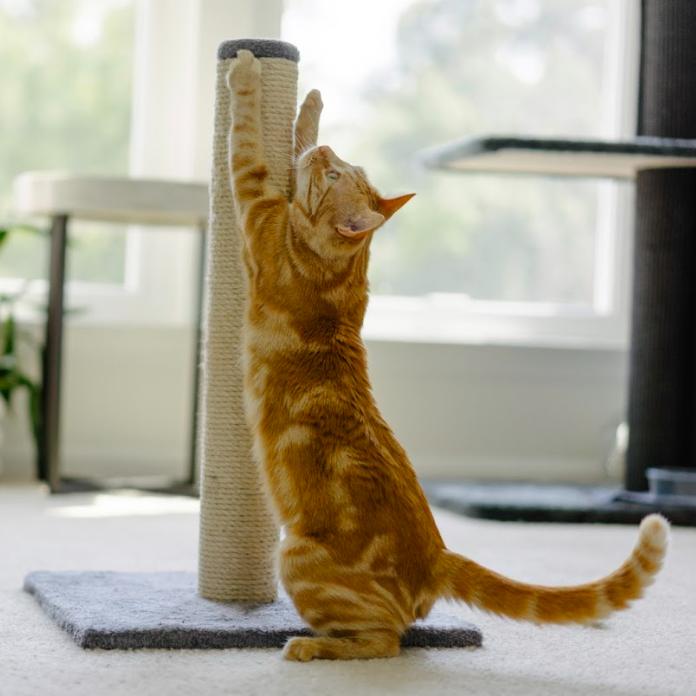 Enlarge Star, a Adoptable Domestic Short Hair in Aldie, VA image 2/6