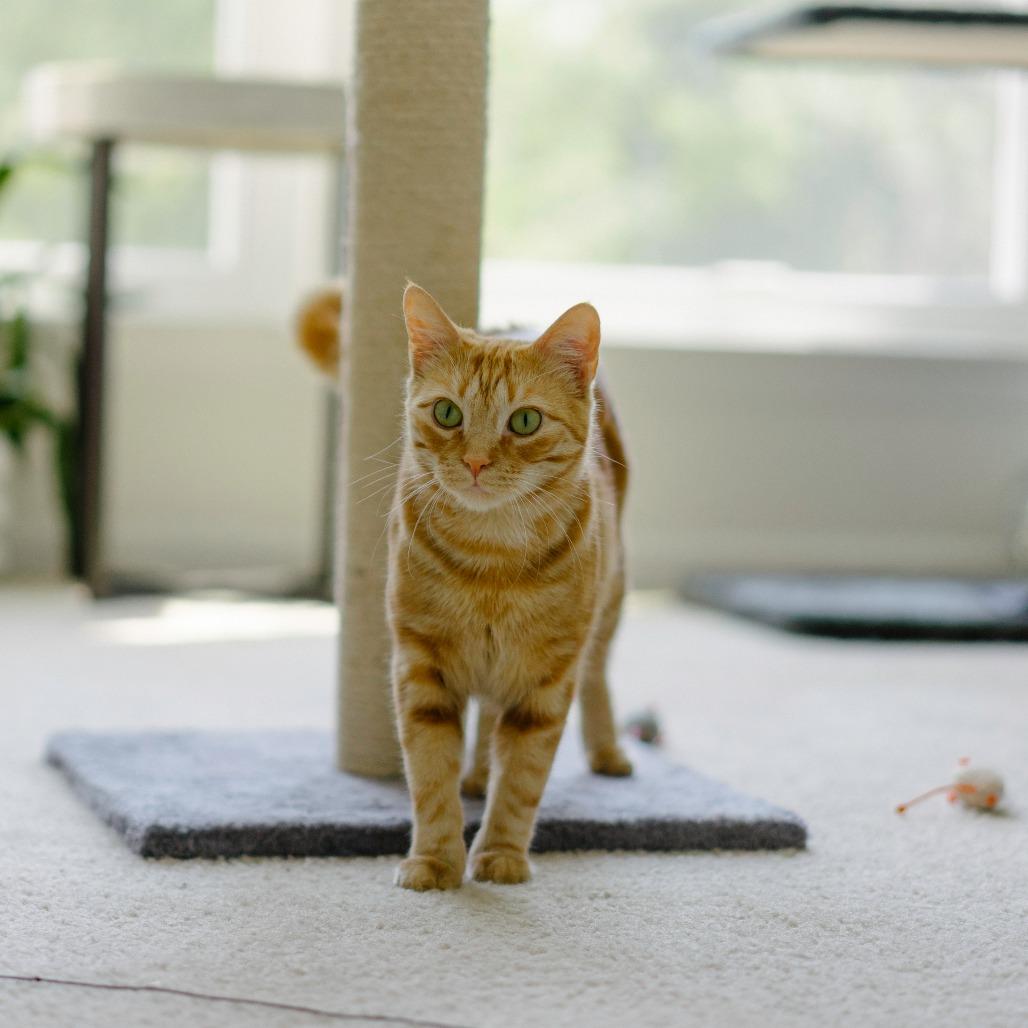 Enlarge Star, a Adoptable Domestic Short Hair in Aldie, VA image 3/6