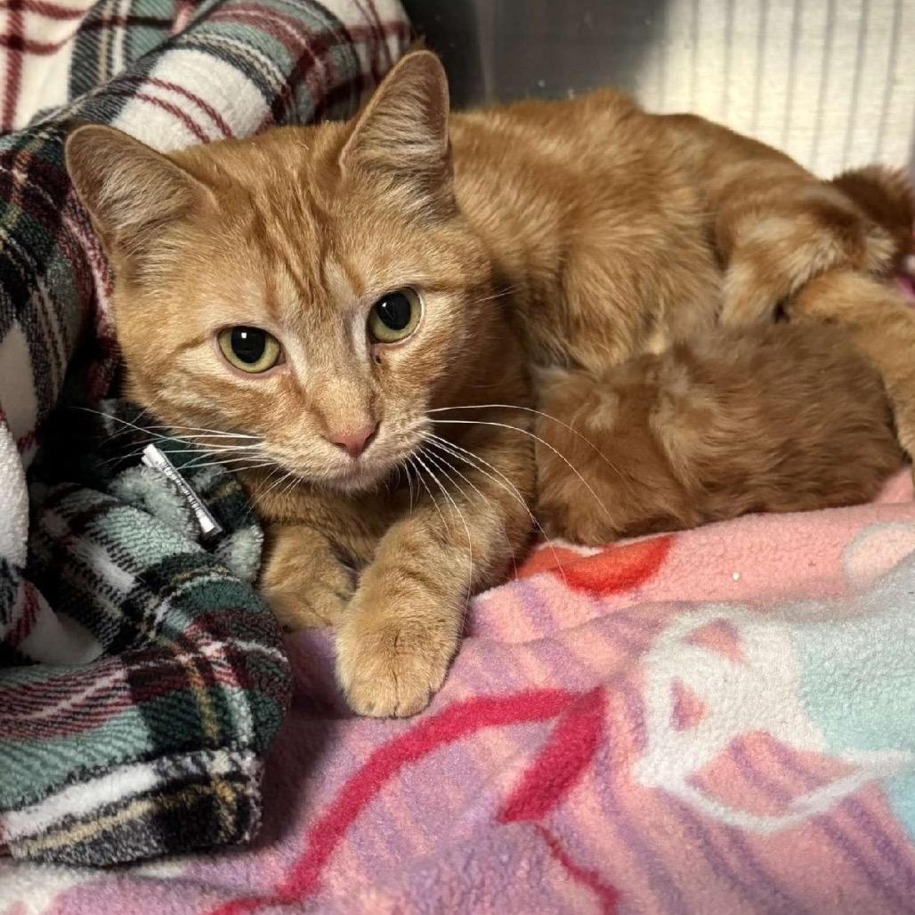 Enlarge Star, a Adoptable Domestic Short Hair in Aldie, VA image 4/6