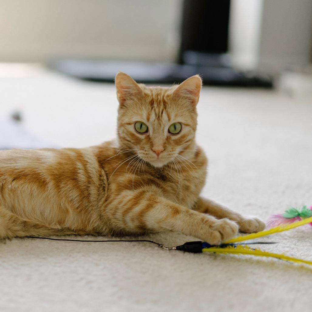 Enlarge Star, a Adoptable Domestic Short Hair in Aldie, VA image 5/6