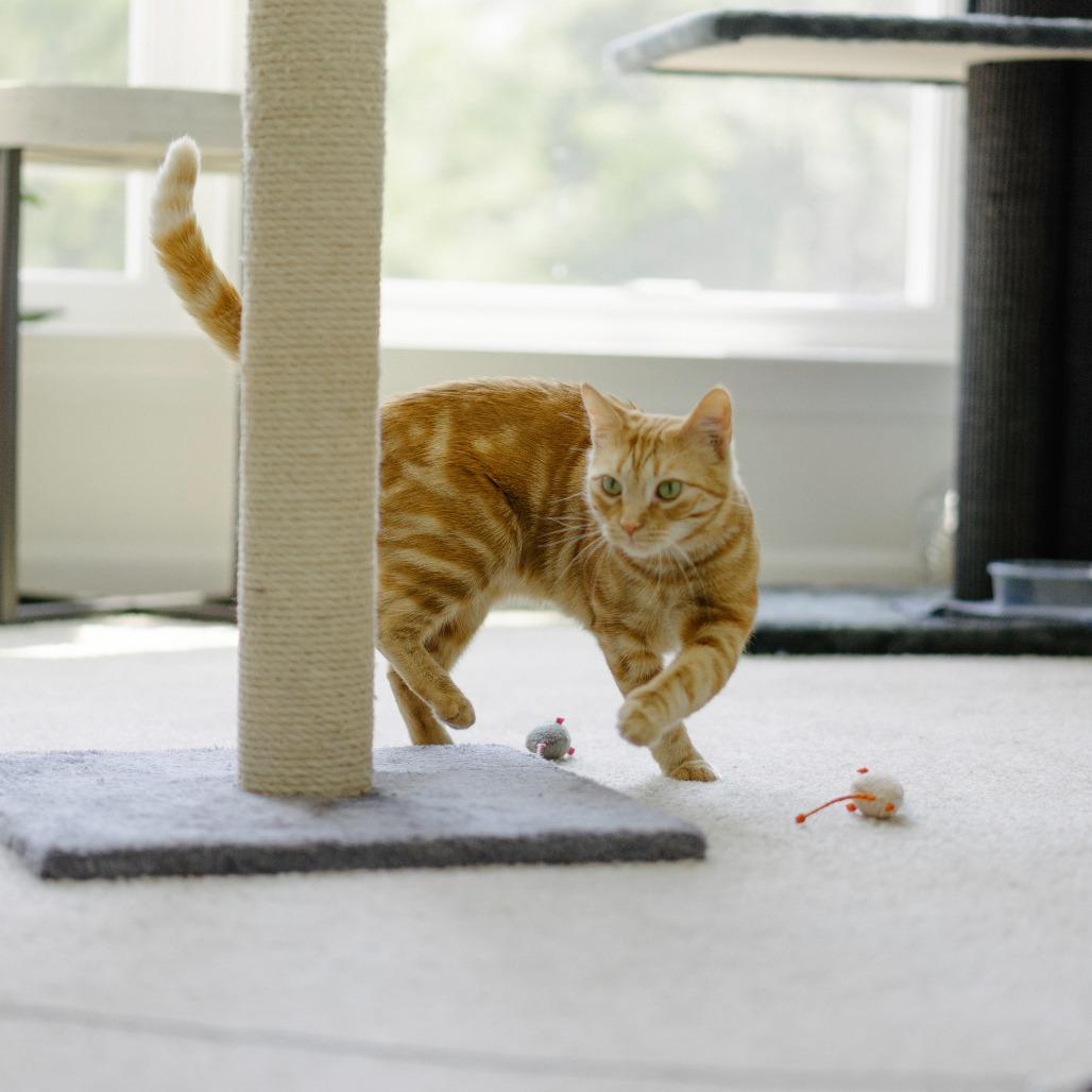 Enlarge Star, a Adoptable Domestic Short Hair in Aldie, VA image 6/6