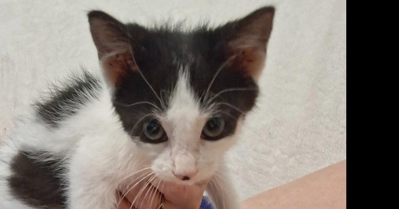 Little Rip G.aka Rip van Tinkle, Adoptable, Kitten Male Domestic Short Hair.