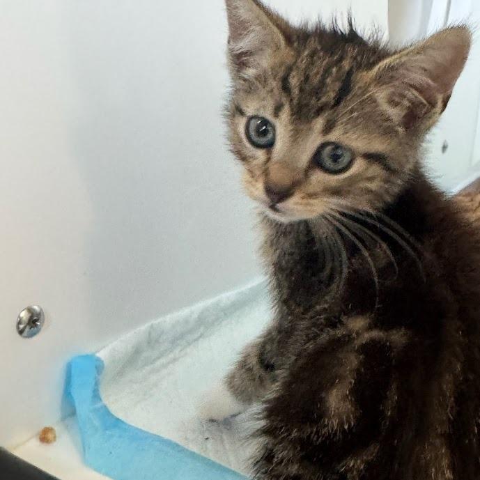 Cera, a Adoptable Domestic Short Hair in Elizabeth City, NC image 2/2