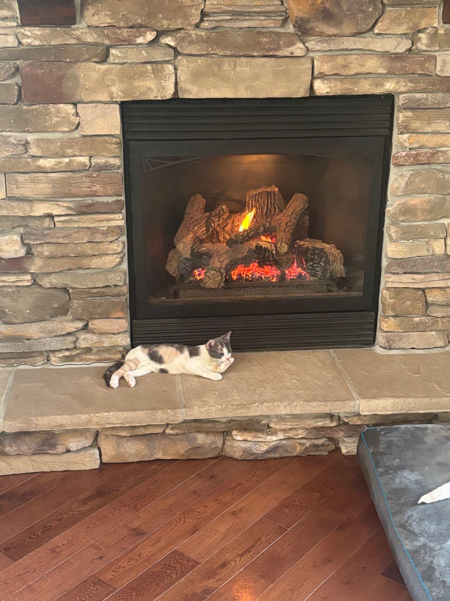 Enlarge Gator, a ADOPTABLE mixed breed in Manahawkin, NJ image 2/4