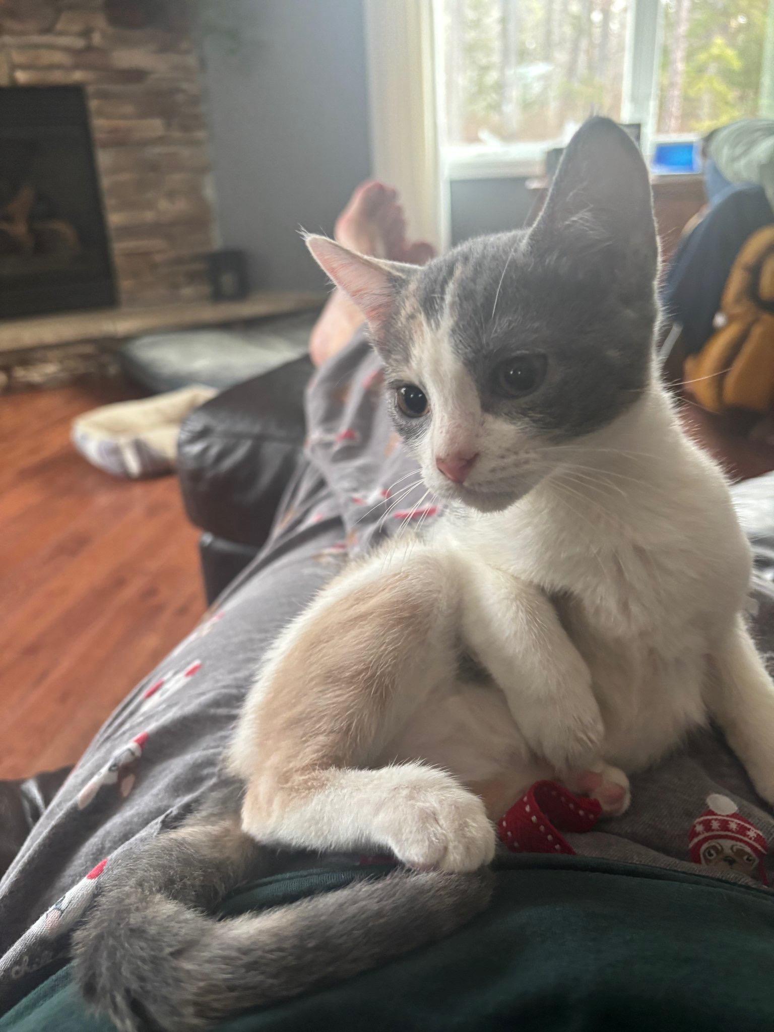 Enlarge Gator, a ADOPTABLE mixed breed in Manahawkin, NJ image 3/4