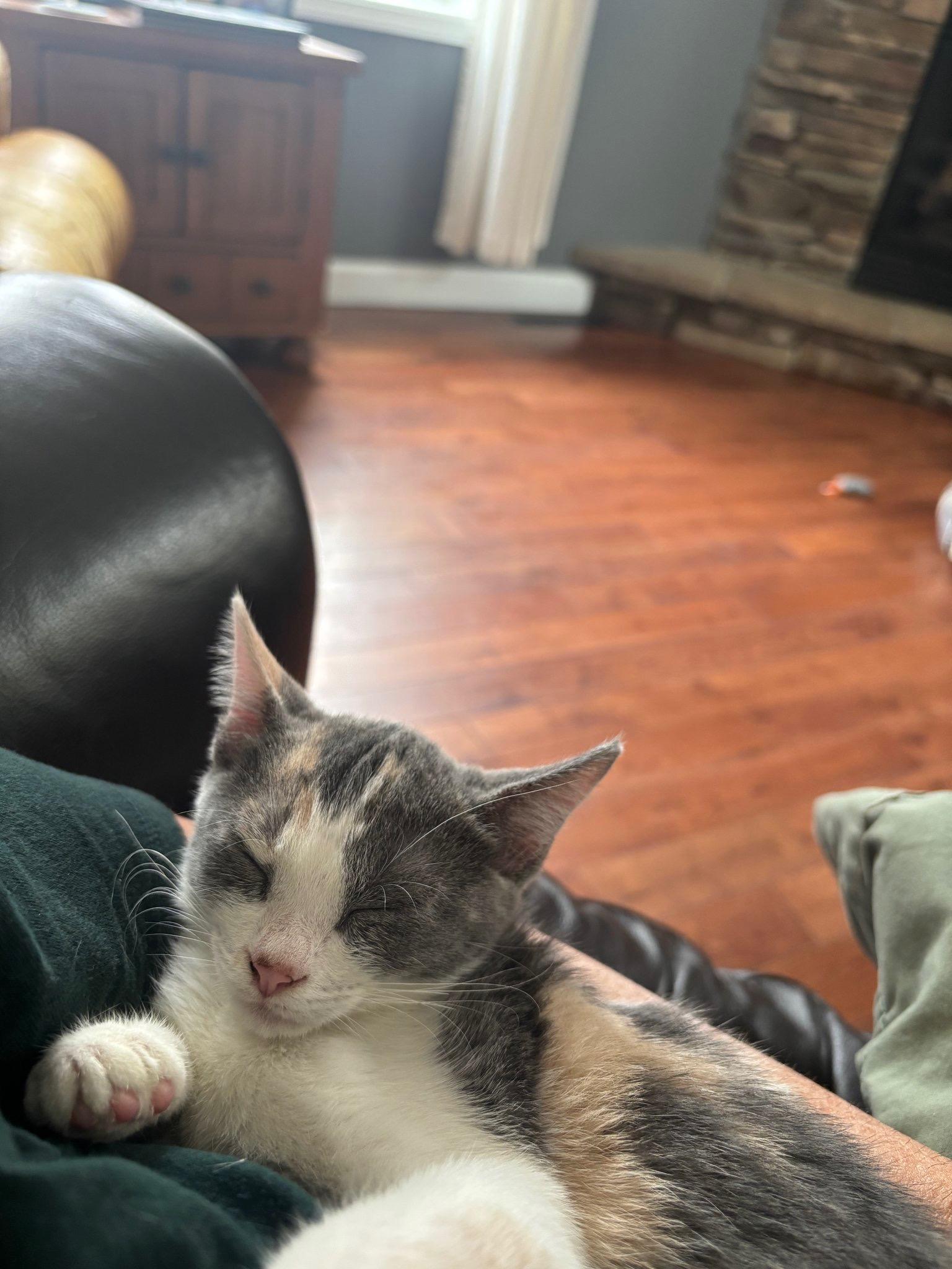 Gator, ADOPTABLE, Kitten Female Domestic Short Hair.