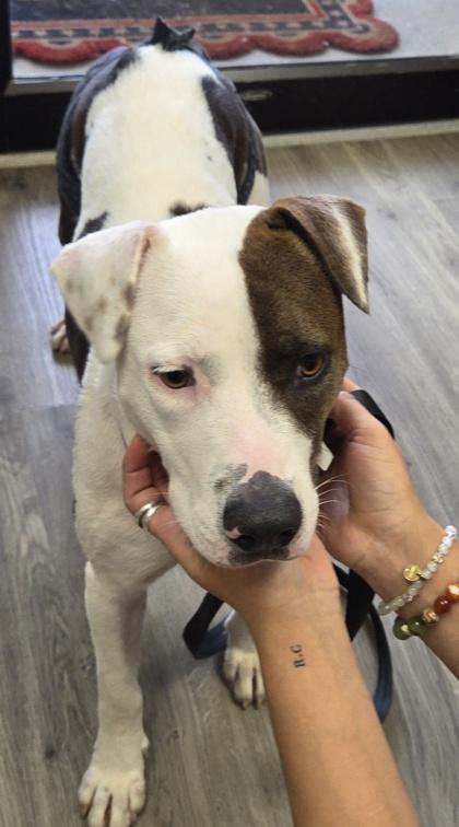 Goldie, Adoptable, Adult Female Pit Bull Terrier & Mixed Breed.
