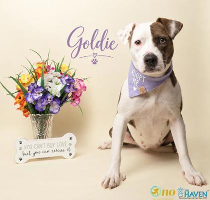 Enlarge Goldie, a Adoptable mixed breed in Fairhope, AL image 2/2
