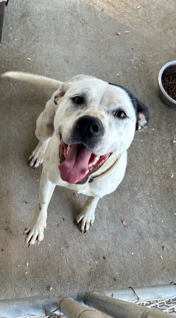 Enlarge Roxie, a Adoptable mixed breed in Mount Gilead, NC image 1/1