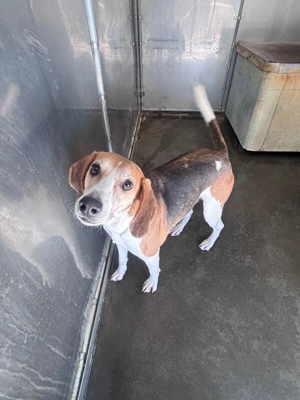 Dimples, Adoptable, Adult Male Treeing Walker Coonhound.