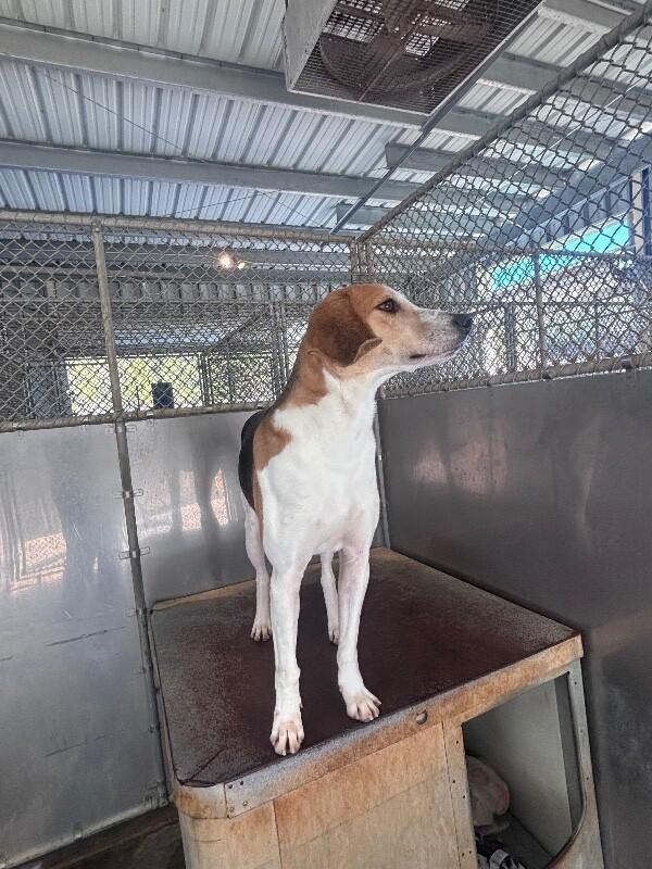 Enlarge Dimples, a Adoptable Treeing Walker Coonhound in Burgaw, NC image 2/6