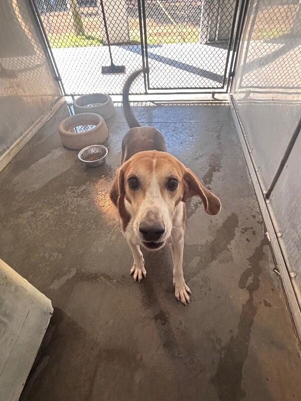 Enlarge Dimples, a Adoptable Treeing Walker Coonhound in Burgaw, NC image 3/6