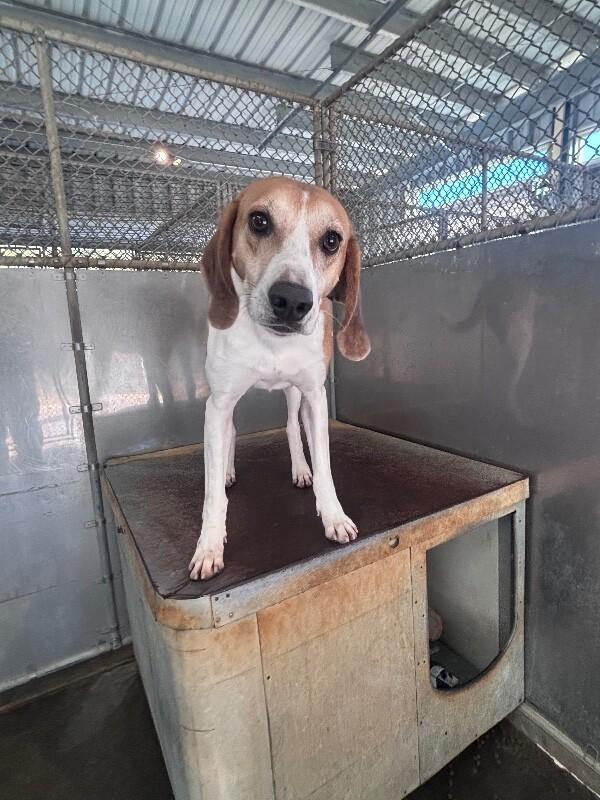 Enlarge Dimples, a Adoptable Treeing Walker Coonhound in Burgaw, NC image 5/6