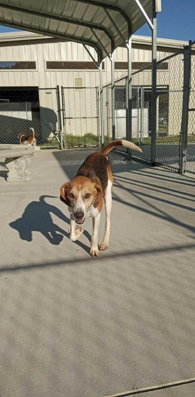 Enlarge Dimples, a Adoptable Treeing Walker Coonhound in Burgaw, NC image 6/6