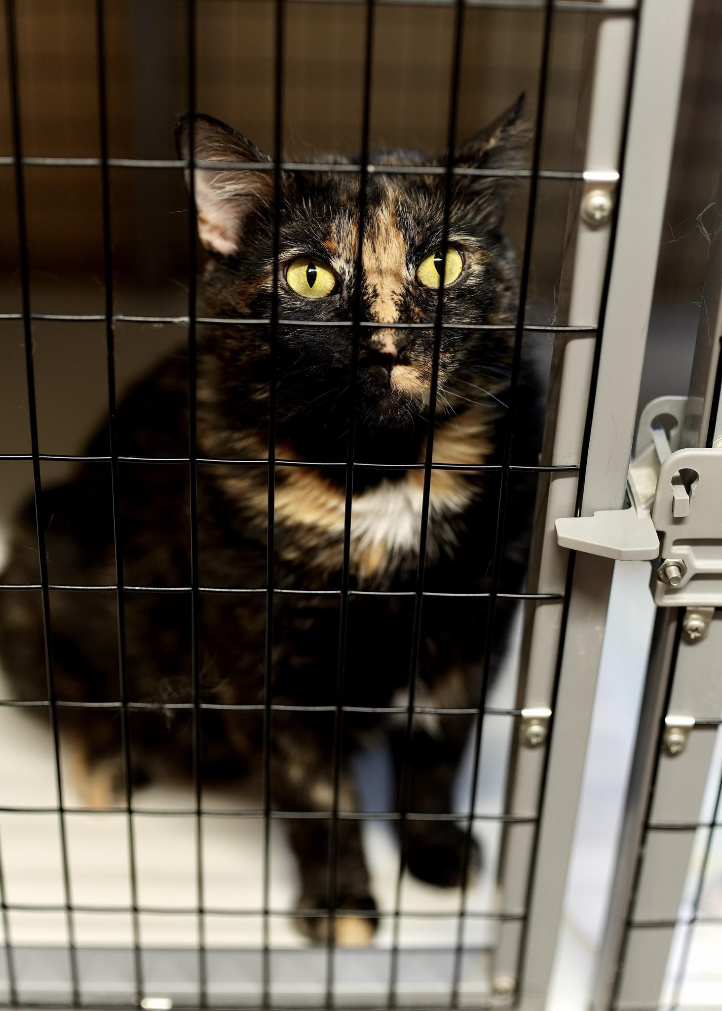 Enlarge Blossom, a Adoptable Domestic Short Hair in Davenport, IA image 1/1