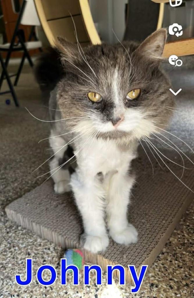 JOHNNY, Adoptable, Young Male Domestic Long Hair.