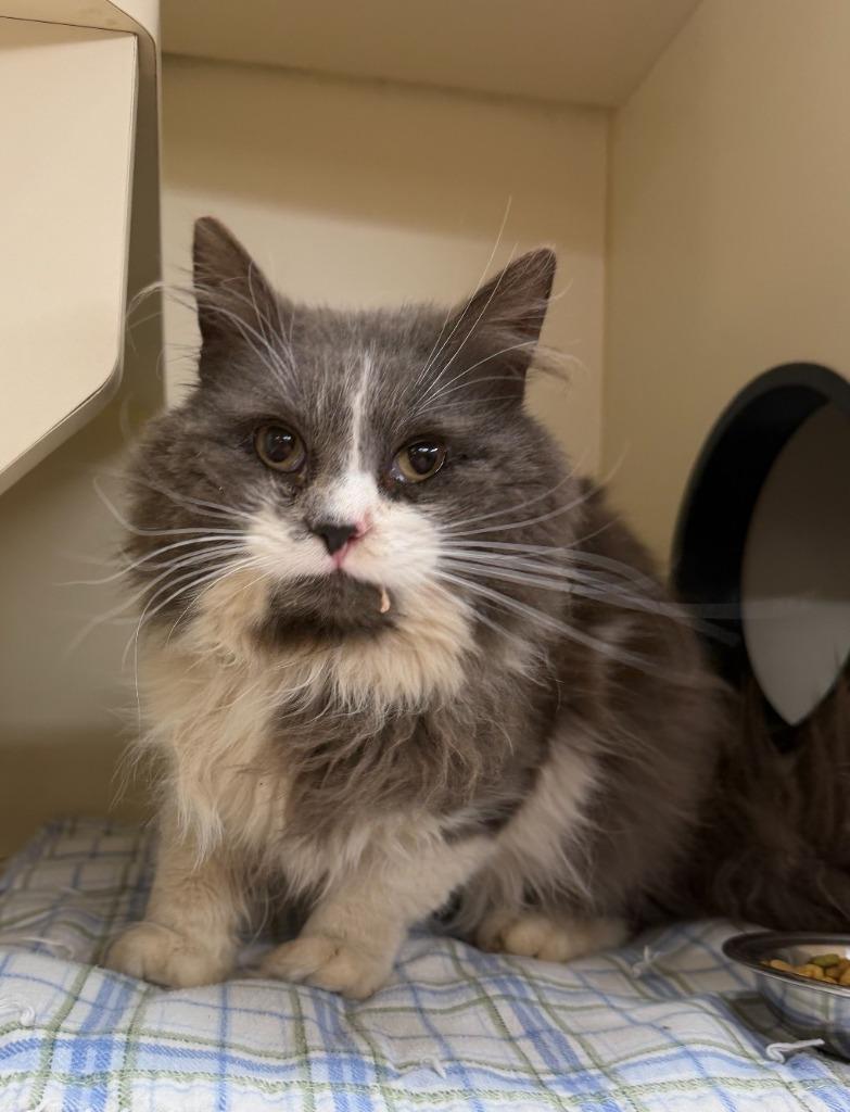 JOHNNY, Adoptable, Young Male Domestic Long Hair.