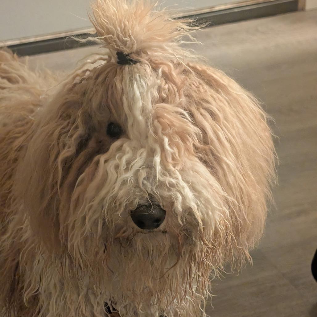 Achilles, Adoptable, Young Male Poodle.