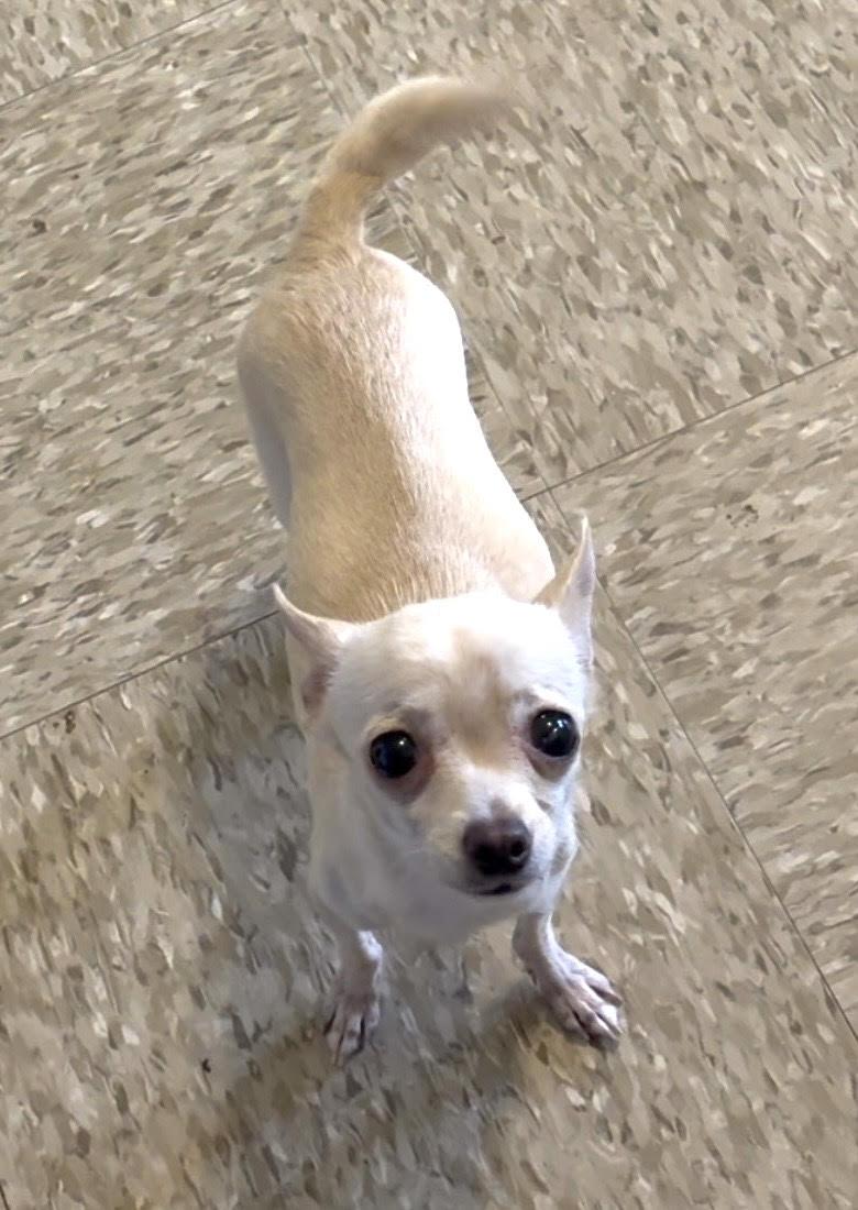 Enlarge Renee, a Adopted Chihuahua in Sistersville, WV image 1/1