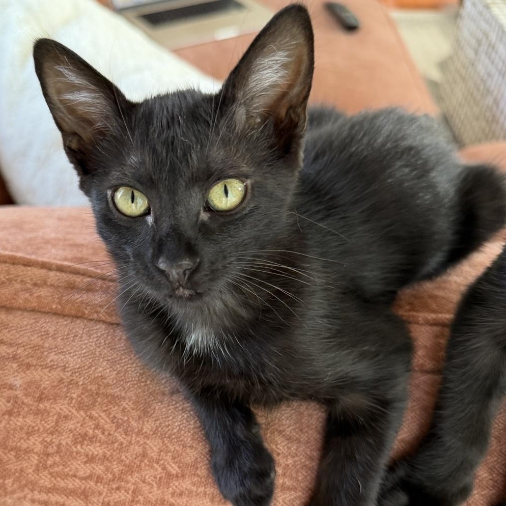 Enlarge Winnie, a Adoptable Domestic Short Hair in Los Angeles, CA image 5/5