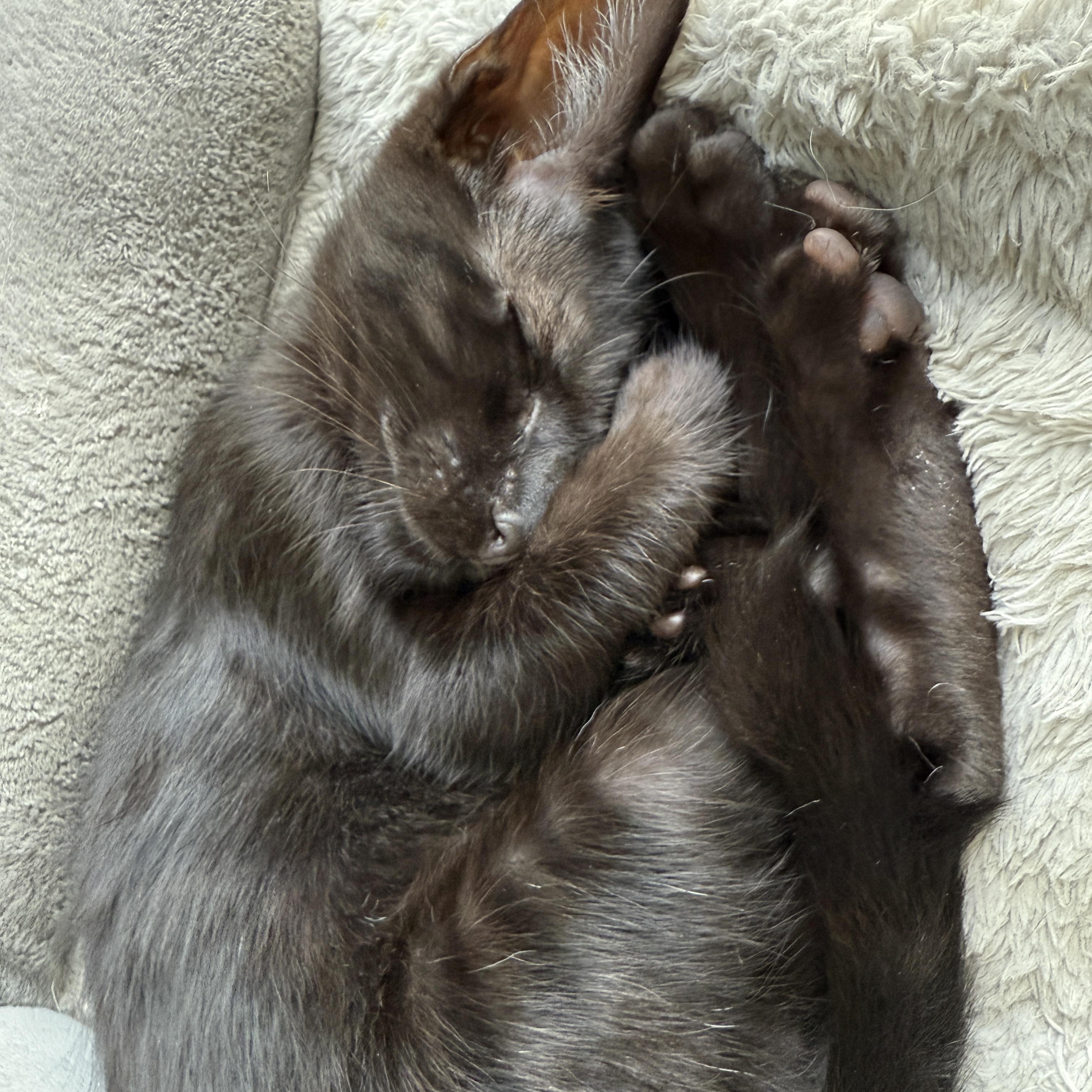 Enlarge Winnie, a Adoptable Domestic Short Hair in Los Angeles, CA image 2/5