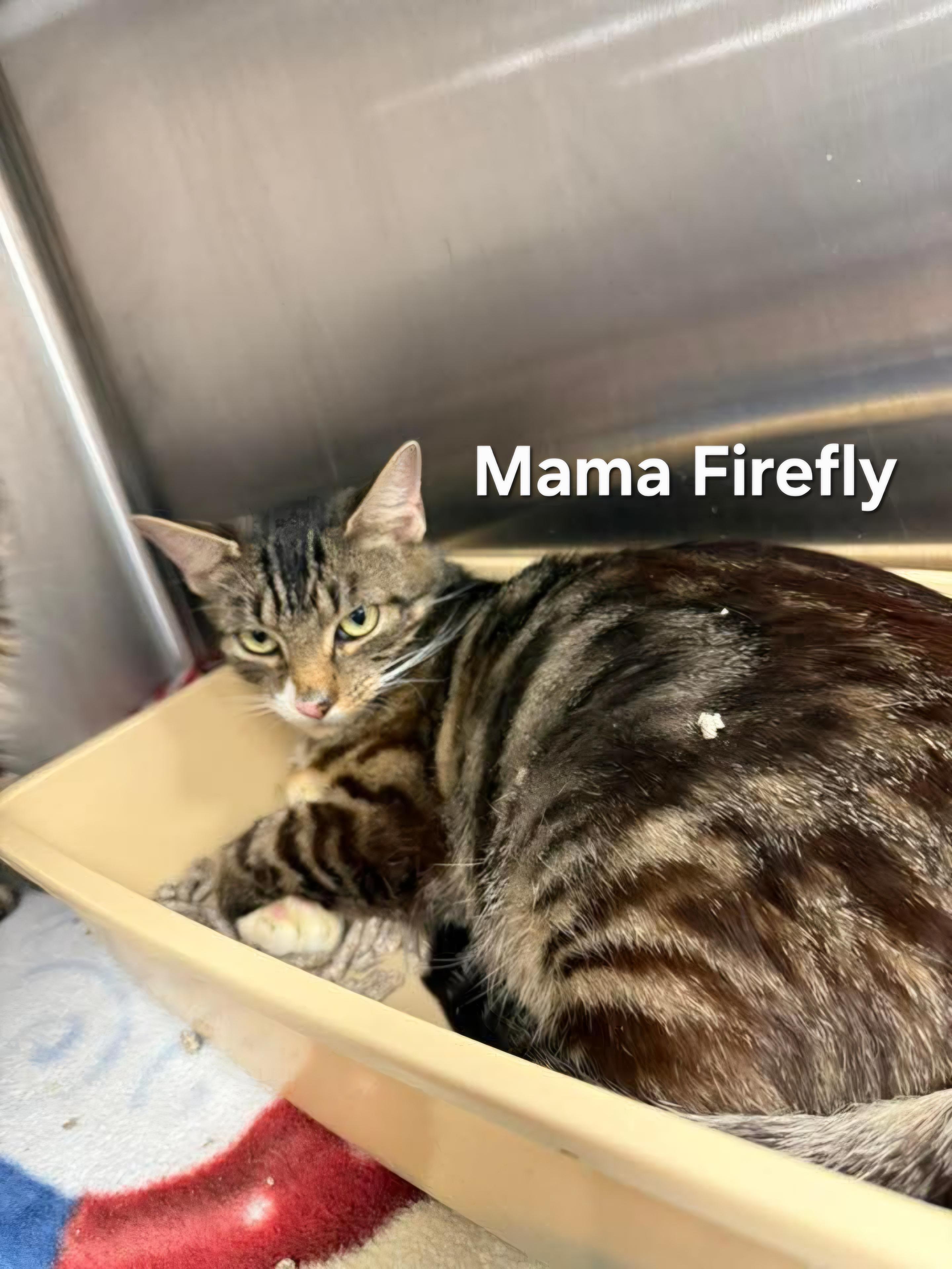 Mama Firefly, Adoptable, Young Female Domestic Short Hair.