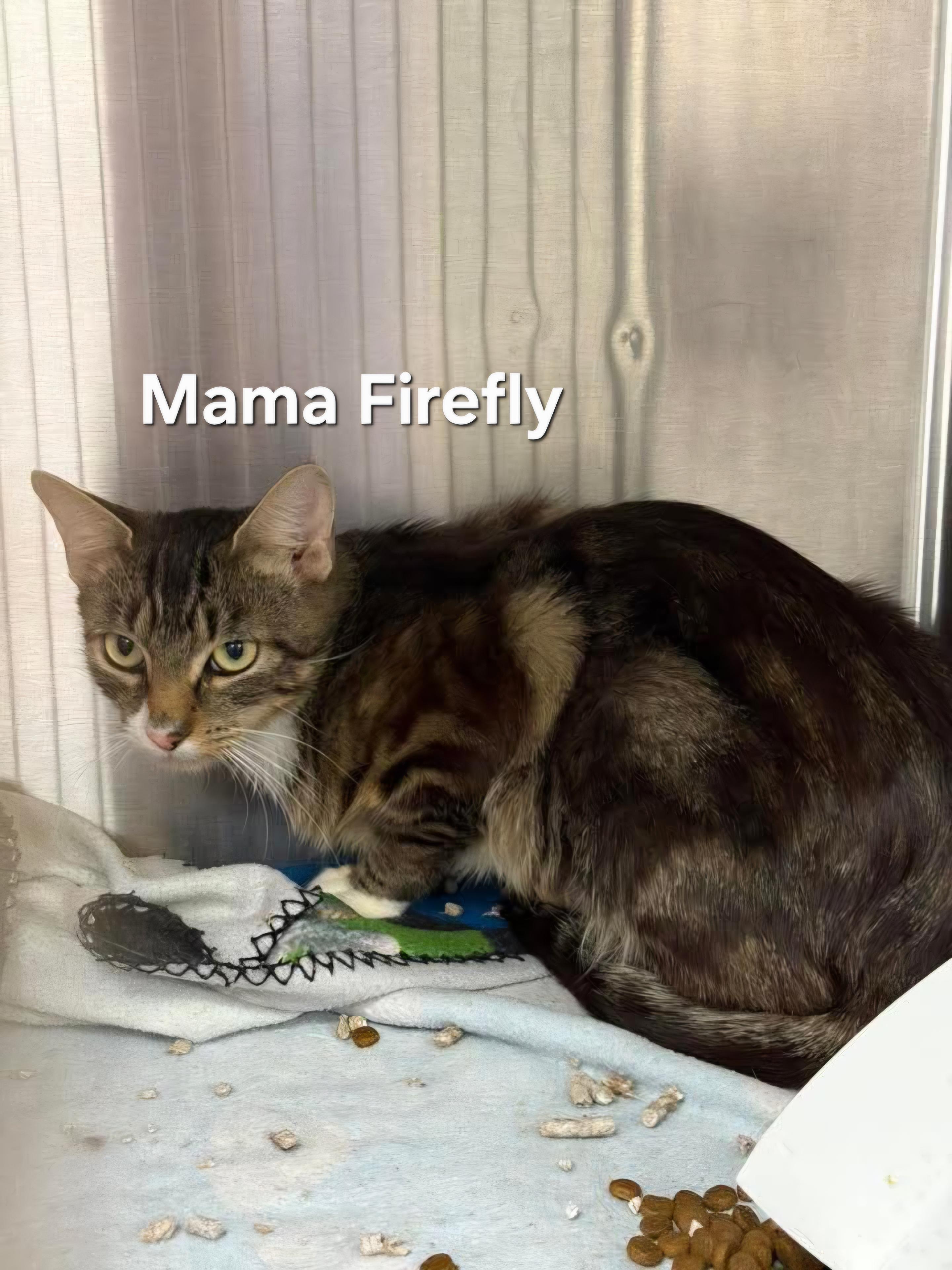 Mama Firefly, a Adoptable Domestic Short Hair in Chicopee, MA image 1/2