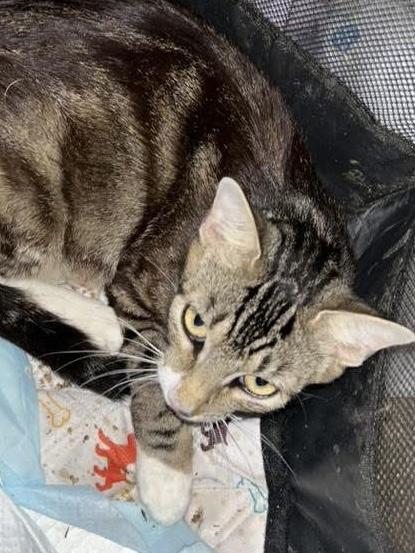 Mama Firefly, Adoptable, Young Female Domestic Short Hair.