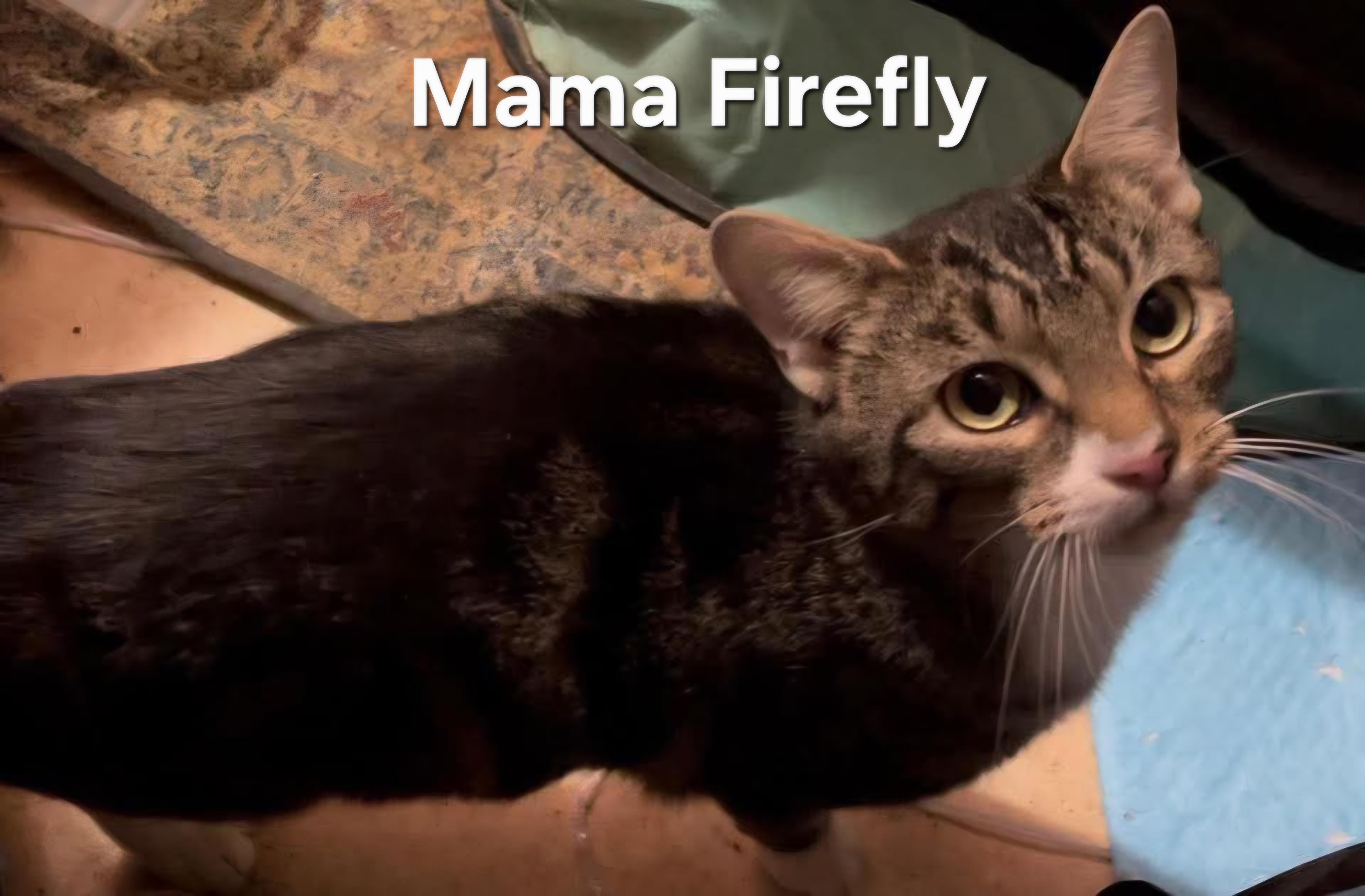 Enlarge Mama Firefly, a Adoptable Domestic Short Hair in Chicopee, MA image 2/3