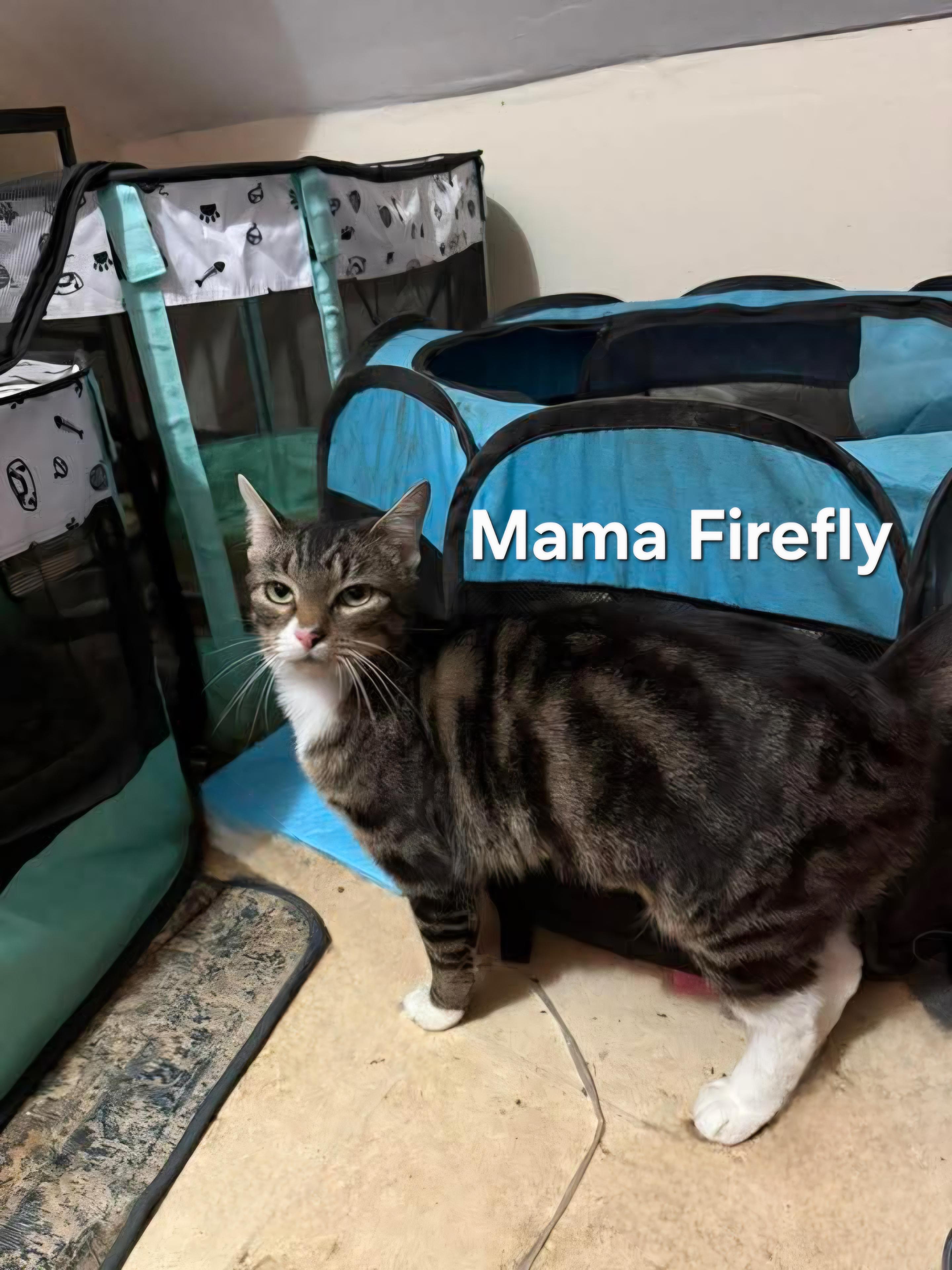 Enlarge Mama Firefly, a Adoptable Domestic Short Hair in Chicopee, MA image 3/3