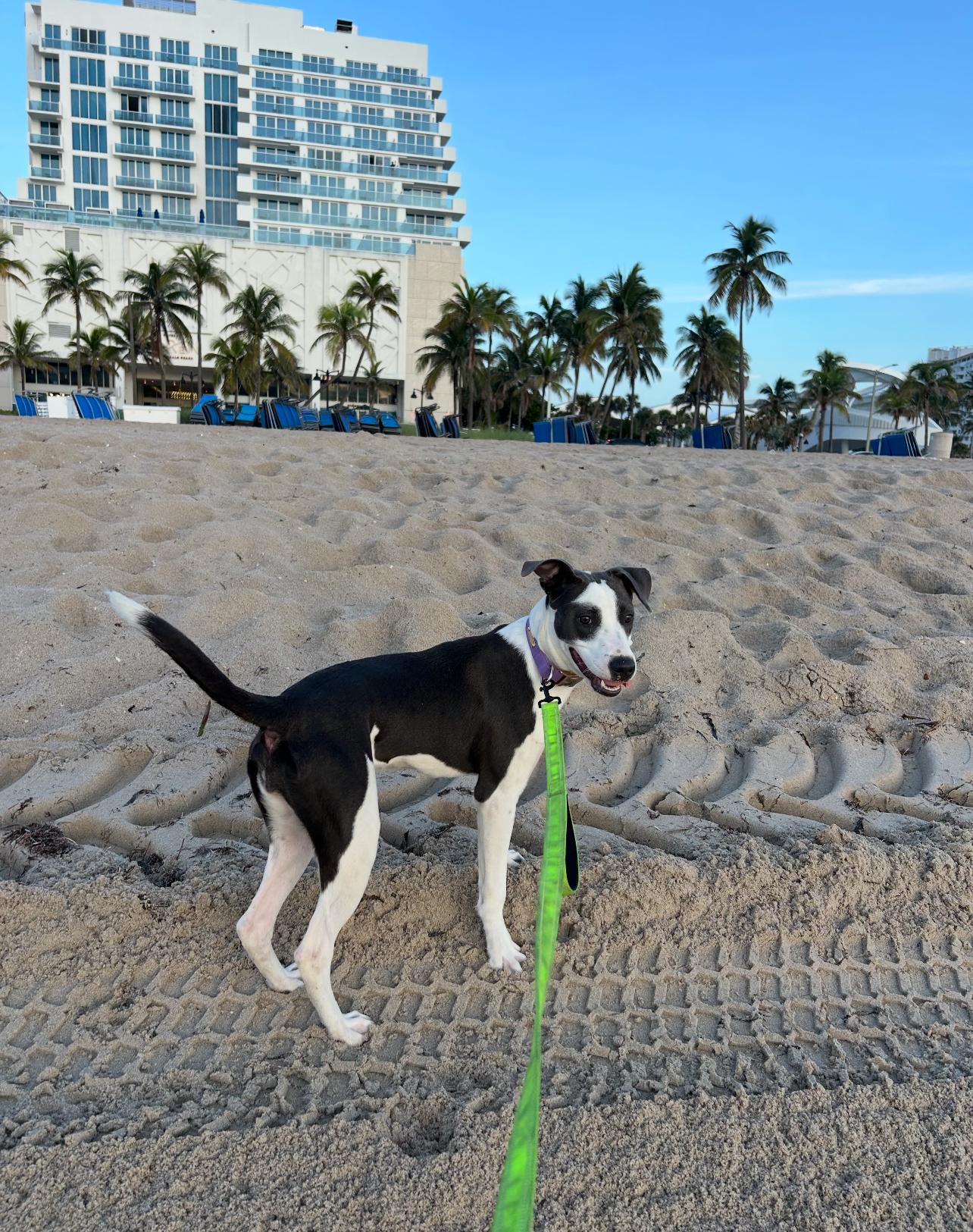 Stacey, Adoptable, Young Female Whippet & English Pointer.