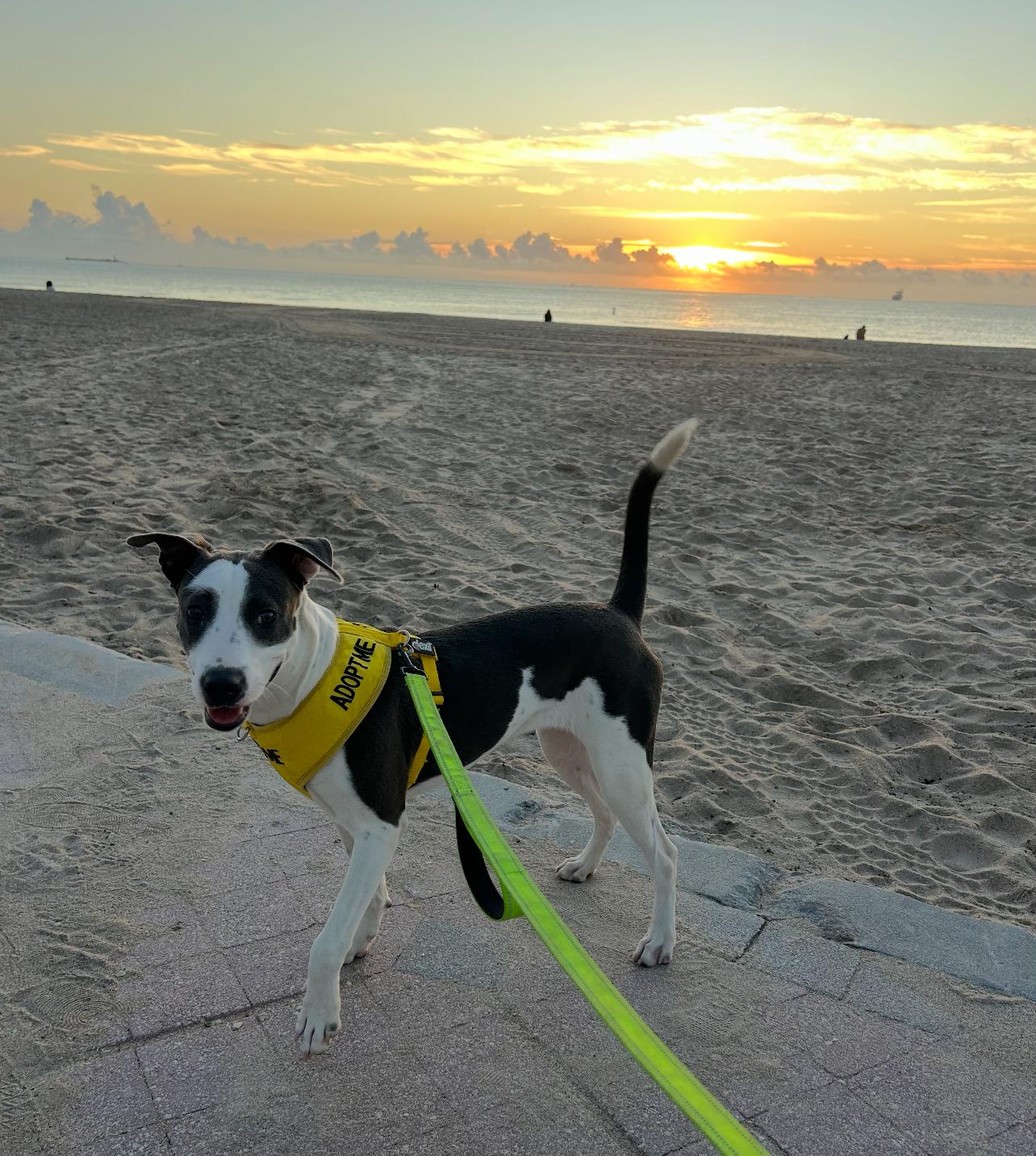 Stacey, a Adoptable mixed breed in Fort Lauderdale, FL image 2/3
