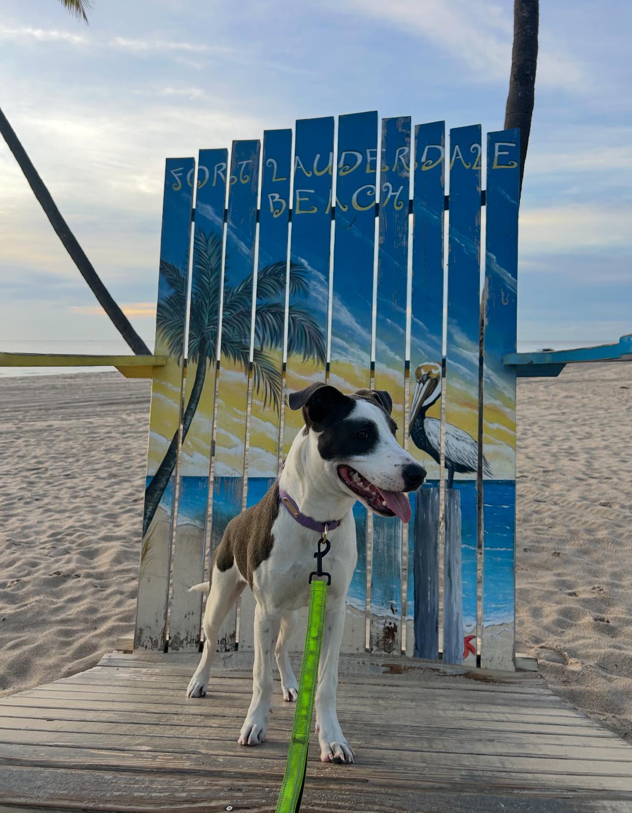 Stacey, a Adoptable mixed breed in Fort Lauderdale, FL image 3/3