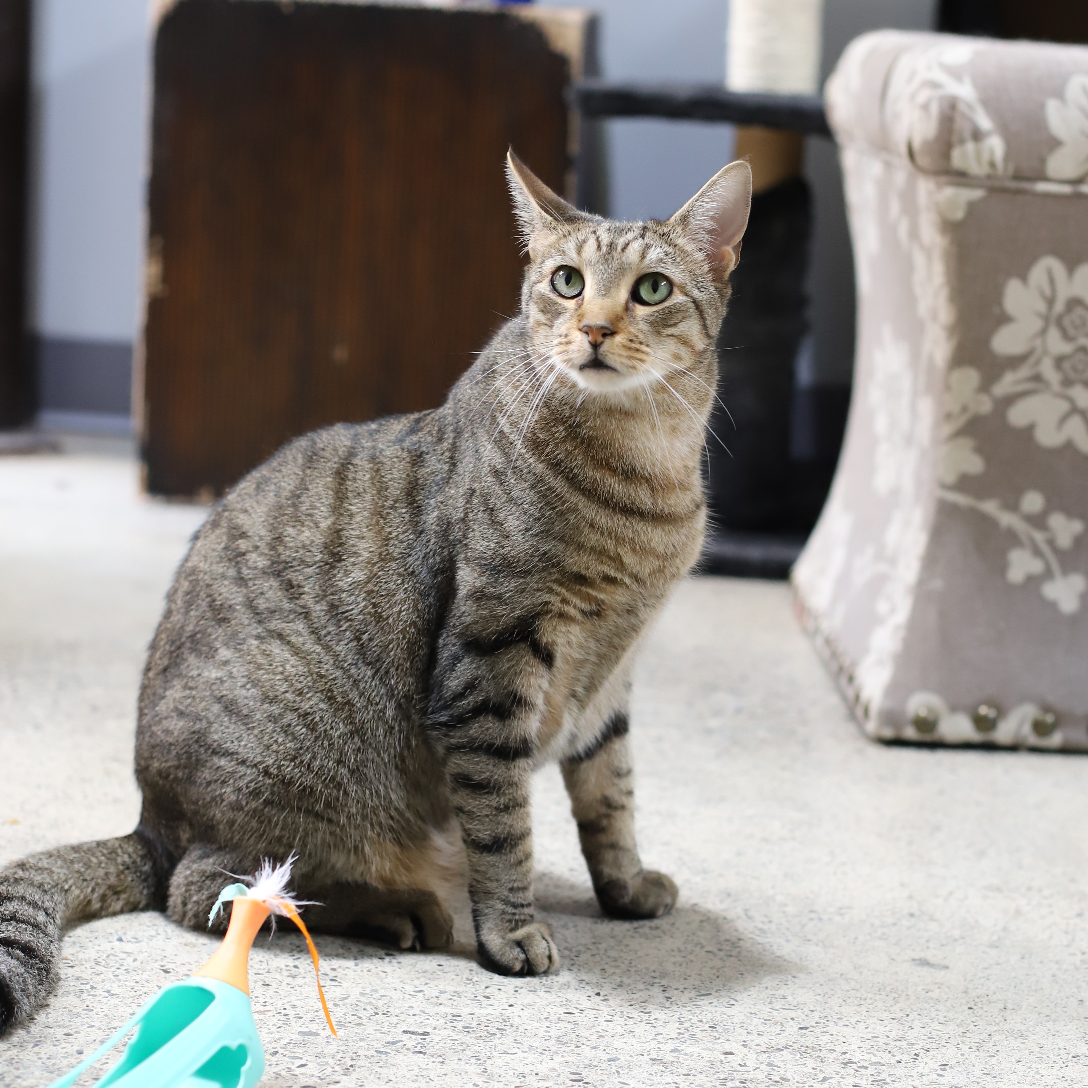 Enlarge Tiger, a Adoptable Tabby in Endicott, NY image 4/4