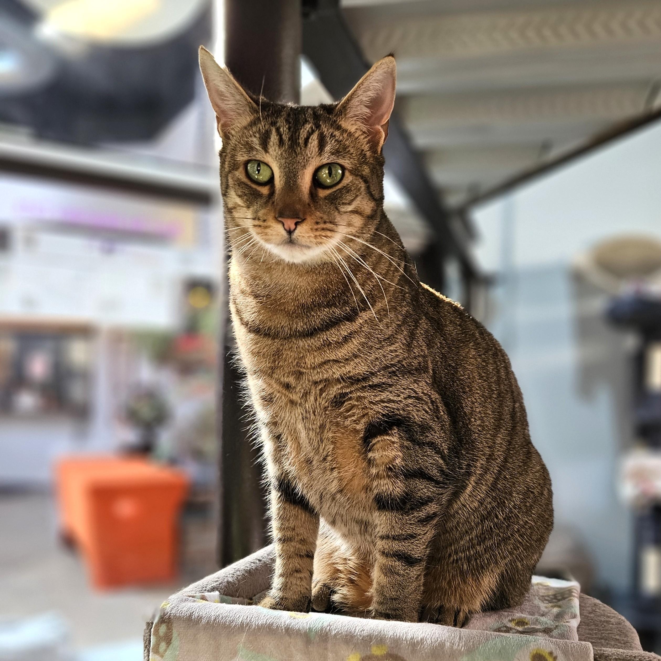 Enlarge Tiger, a Adoptable Tabby in Endicott, NY image 2/4
