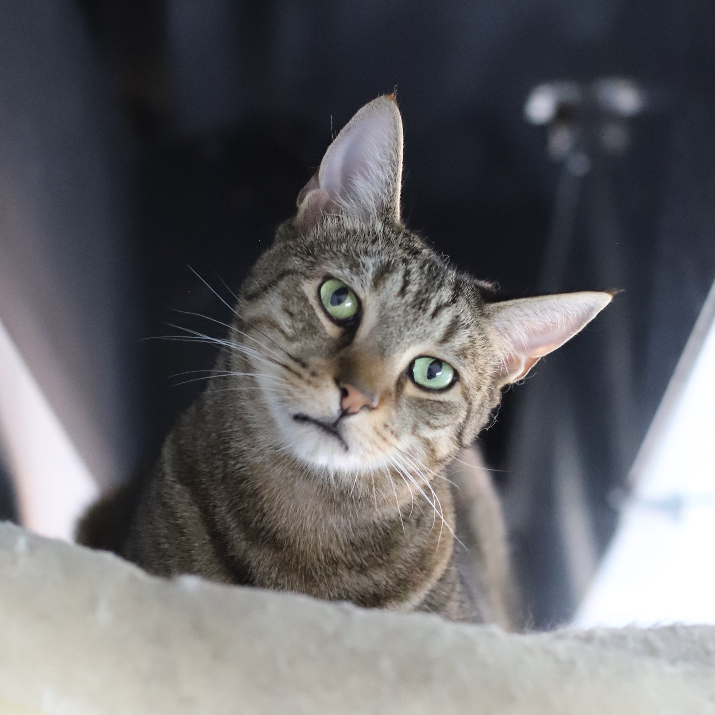 Enlarge Tiger, a Adoptable Tabby in Endicott, NY image 1/4