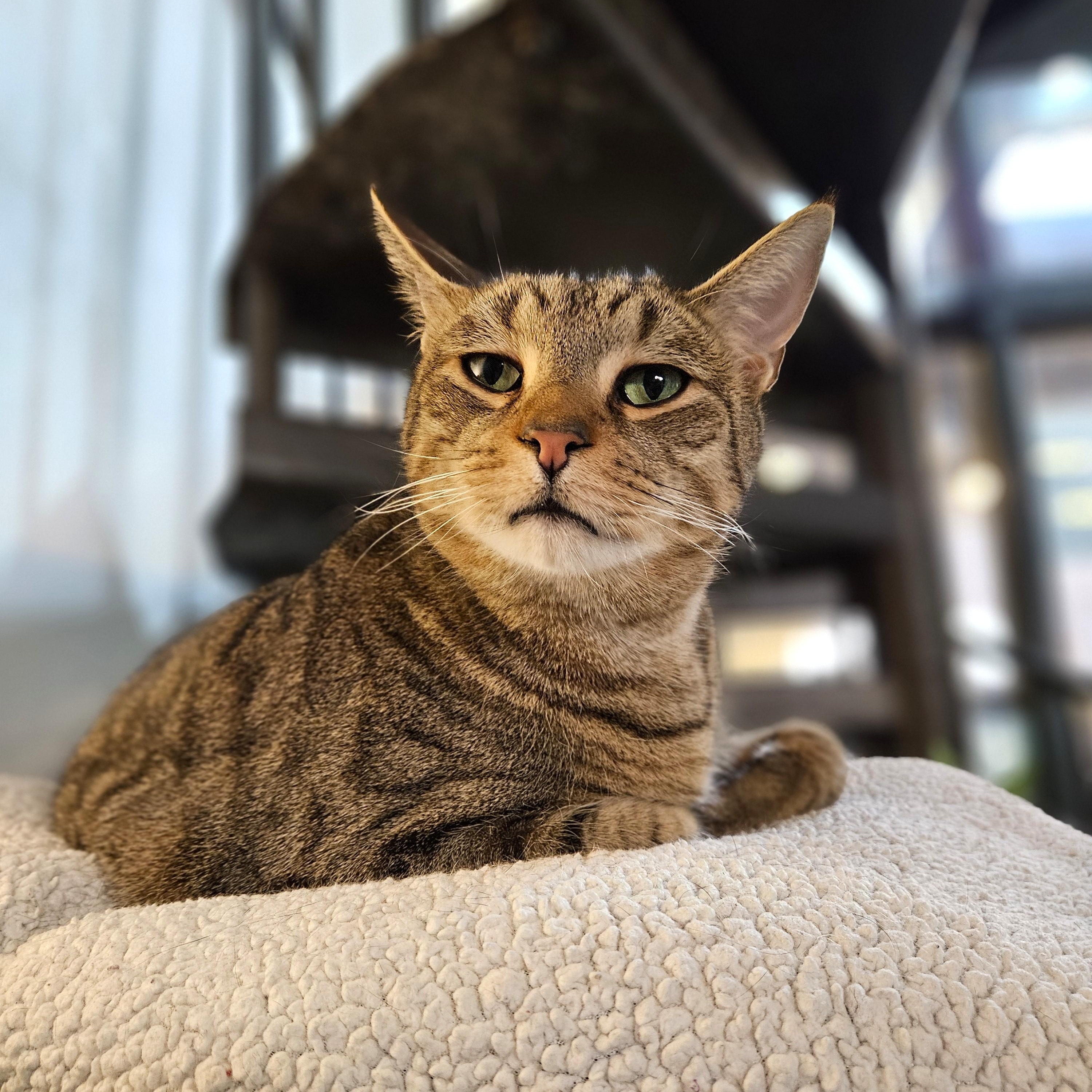 Enlarge Tiger, a Adoptable Tabby in Endicott, NY image 4/4