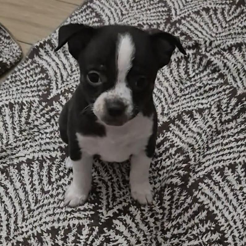 Wilder, Adoptable, Puppy Male Mixed Breed.