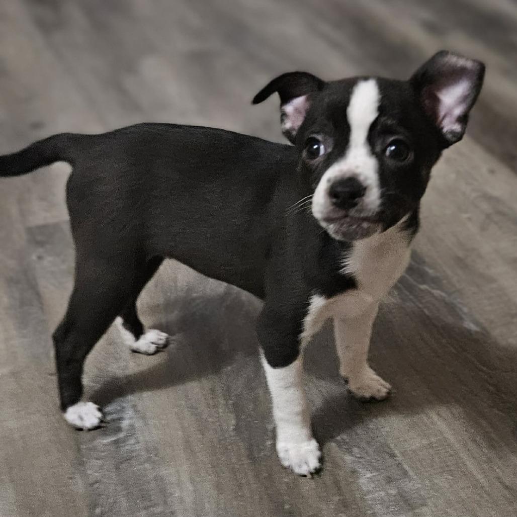 Enlarge Wilder, a Adoptable Mixed Breed in Boone, IA image 2/3