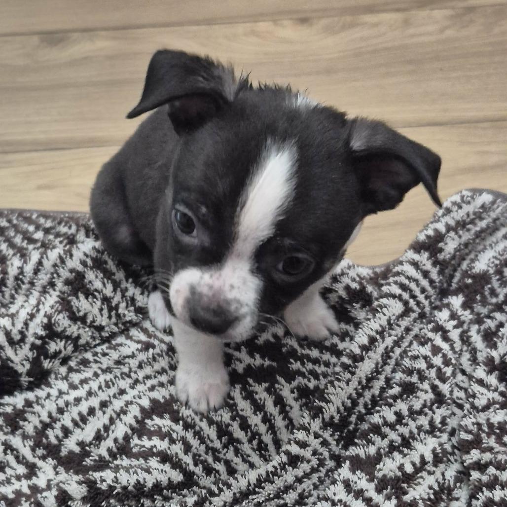 Enlarge Wilder, a Adoptable Mixed Breed in Boone, IA image 3/3