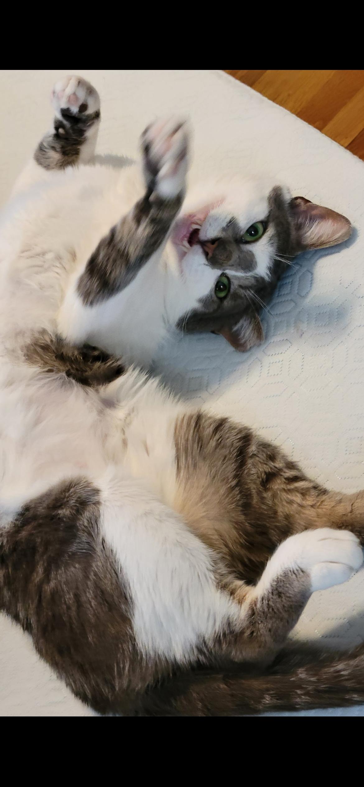 Enlarge KitKat, a ADOPTABLE Domestic Short Hair in South Ozone Park, NY image 2/6