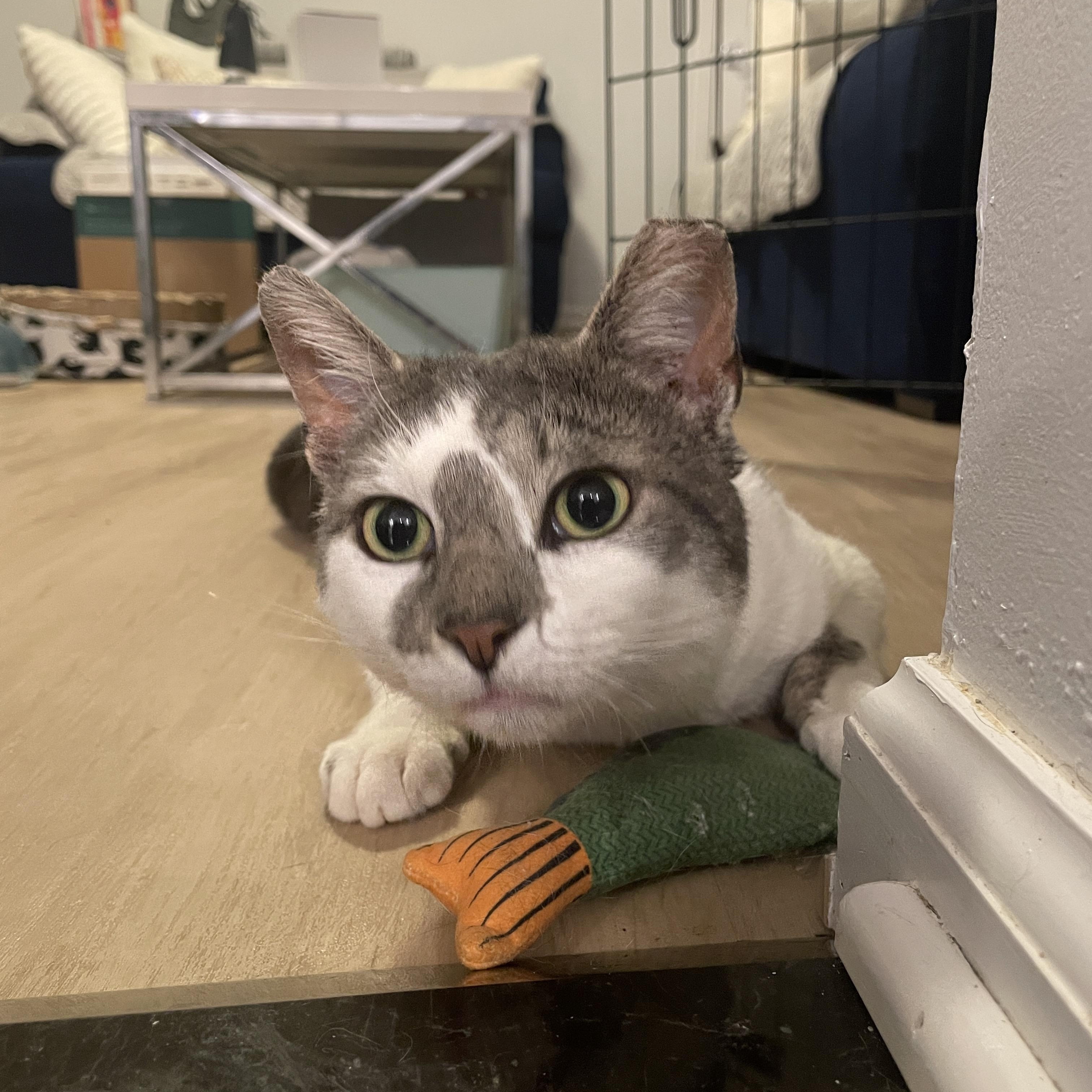 KitKat, a ADOPTABLE Domestic Short Hair in South Ozone Park, NY image 2/6