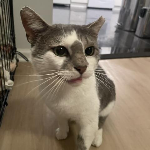 KitKat, a ADOPTABLE Domestic Short Hair in South Ozone Park, NY image 3/6