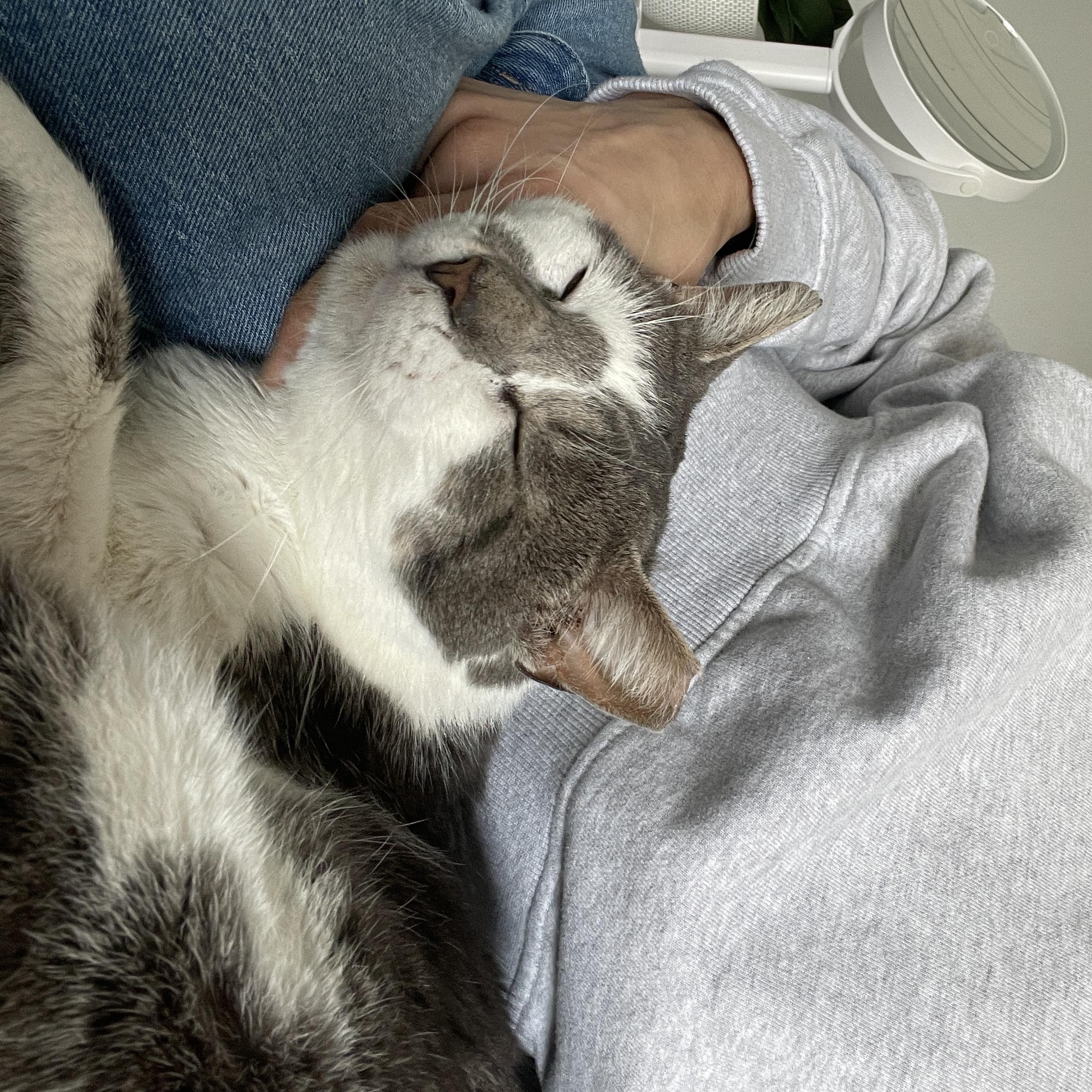 KitKat, a ADOPTABLE Domestic Short Hair in South Ozone Park, NY image 6/6